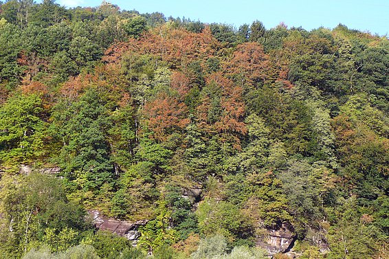 Verfärbte Buchenkronen auf einem geringmächtigen Boden bei Mels SG Ende Juli 2018