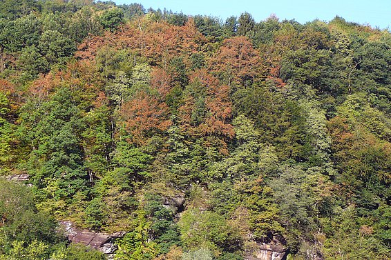 Couronnes de hêtre décolorées sur un sol peu profond, fin juillet 2018.