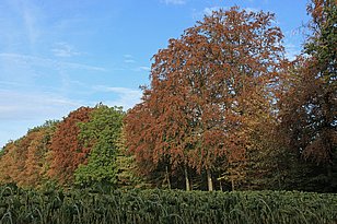 Herbstliche Baumreihe mit teils roten, teils grünen Blättern vor blauem Himmel und einem Feld mit grünen Pflanzen im Vordergrund