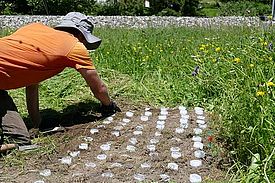 In einer Wiese wurde auf einer Fläche von ca. 100 x 50 cm die Vegetation entfernt. Ein Forscher kniet vor der Fläche und kennzeichnet mit weissen Markern in regelmässigen Reihen, die Stellen, an denen zu Testzwecken Teebeutel vergraben wurden. 