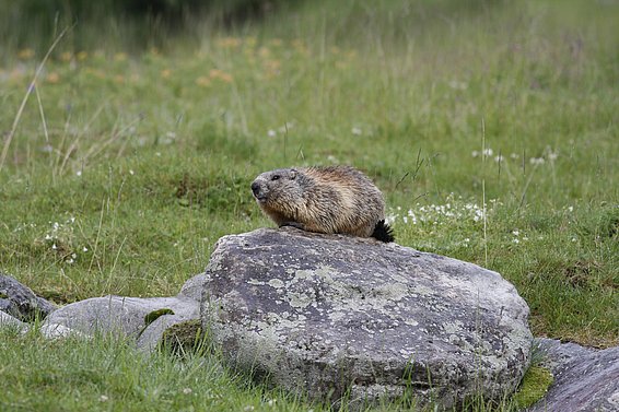 Une marmotte est assise sur un gros rocher dans un pré couvert d'herbe et de petites fleurs blanches.