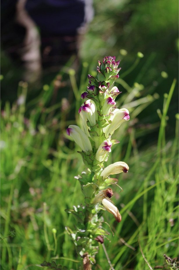 Pedicularis sceptrum-carolinum