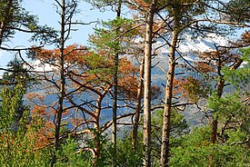 Pines dying due to drought in the Pfynwald forest, Valais (Photo: Marcus Schaub)
