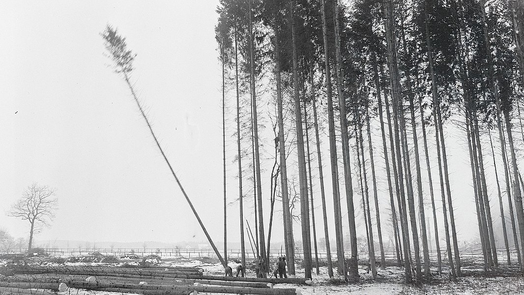 Am Waldrand wird ein Baum gefällt, der in der Mitte seines Sturzes zu Boden ist.