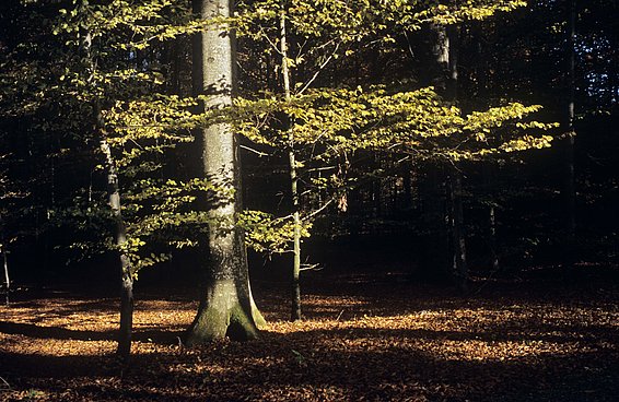 Kühlender Schatten: Die Höchsttemperatur in Wäldern liegt um 4 Grad tiefer als ausserhalb. (Foto: Markus Bolliger)