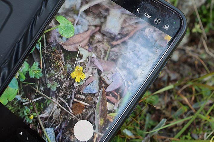 Smartphone mit Foto einer gelben Blüte