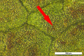 Ozonsymptome (rote Pfeile) an Eschenblättern. Die Zellen bilden unter anderem braune Phenole als Schutzsubstanzen gegen den durch Ozon verursachten oxidativen Stress. Blaue Pfeile zeigen den Schatteneffekt, nämlich keine Ozonsymptome an den Blattteilen, welche von einem Nachbarblatt  beschattet wurden. Ozonsymptome Im unteren Bild mit der Lupe vergrössert.