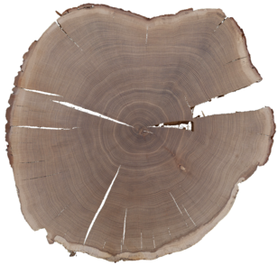 Disque d'un chêne de 200 ans originaire de Büren an der Aare, en Suisse (photo: Daniel Nievergelt).