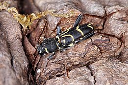 Windthrow areas provide ample resources to many colonizers of dead wood.