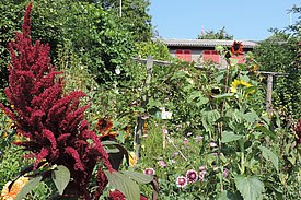 Un jardin familial riche en espèces à la périphérie de Zurich.