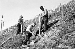 Three men working on a steep hillside installing wooden posts with wire fencing