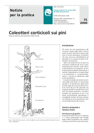 Coleotteri corticicoli sui pini