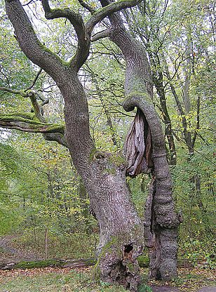 albero habitat