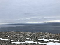 Bild einer Pinguinkolonie. Im Hintergrund ist das offene Meer mit Eis zu sehen. Der Himmel ist bewölkt.