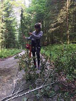 La branche coupée est immédiatement placée dans un bassin afin que son métabolisme ne soit pas modifié. Photo : Margaux Didion-Gency