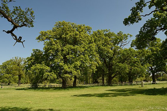 Chênes à Sandringham (Royaume-Uni), l'un des sites où les cernes ont été collectés pour reconstituer le VPD (photo: Iain Robertson). 