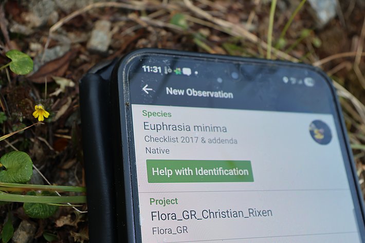 Smartphone mit Text, daneben eine kleine, gelbe Blume