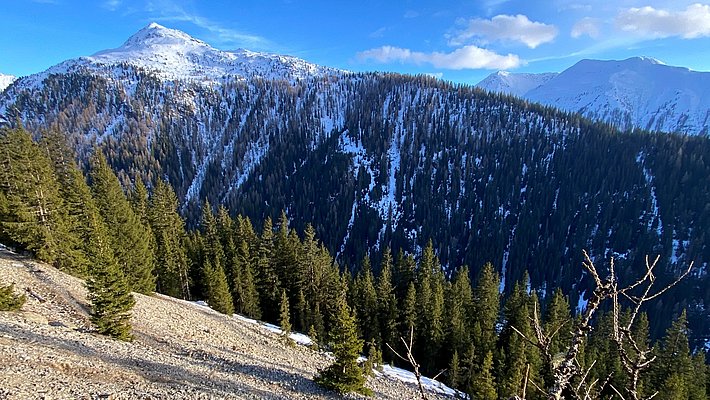 Panorama montano con cime innevate e vegetazione di conifere. Si possono vedere alberi verdi sul primo piano e una vallata che si estende verso le montagne in lontananza, sotto un cielo sereno con poche nuvole bianche.