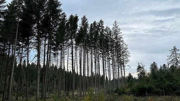 Foto von Fichtenbestand im Schwarzwald