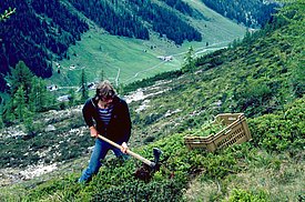 Person mit blauer Jacke und Jeans arbeitet mit Hacke auf steilem Berghang, daneben eine Kiste mit Pflanzen