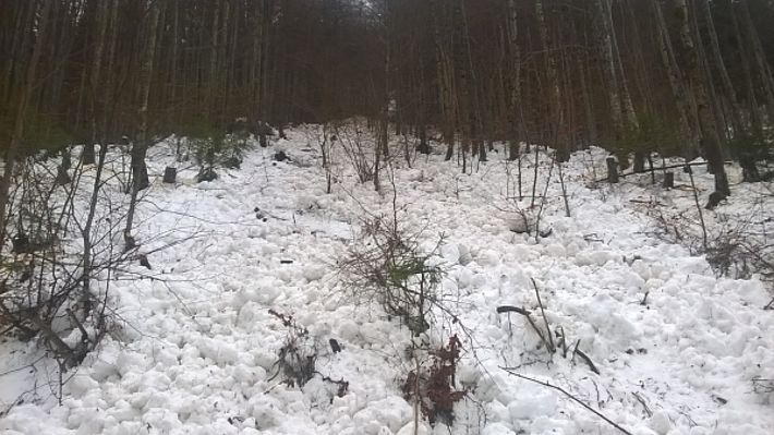 Regen und hohe Temperaturen führten vermehrt zu Nassschneelawinen, wie hier im Klöntal (Glarus, GL; Foto: S. Gygli, 01.02.2017).