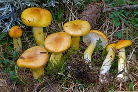 The larch waxy cap (Hygrophorus speciosus Peck) almost completely disappeared after warming.