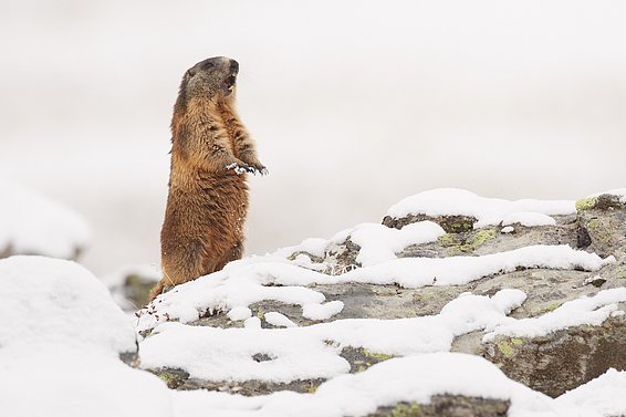 Murmeltier im Schnee