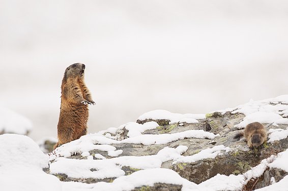 Marmotta