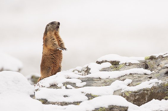 A marmot in the snow