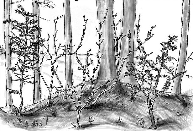 Verbiss der Waldverjüngung