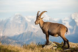 Steinbock vor Bergpanorama