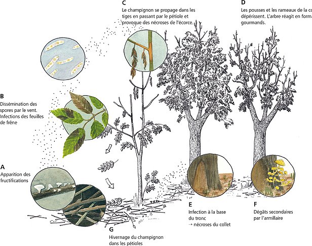 Cycle de la maladie causée par Hymenoscyphus fraxineus