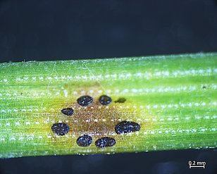 Les petites fructifications de _Thyriopsis halepensis_ sont groupées en cercle sur l'aiguille du pin et sont ainsi bien visibles. (Photo: Protection de la forêt suisse)