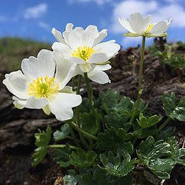 Il ranuncolo alpestre (Ranunculus alpestris) è una tipica specie che ha spostato verso l’alto il proprio limite di diffusione inferiore e superiore. Photo: Niklaus Zimmefrmann, WSL