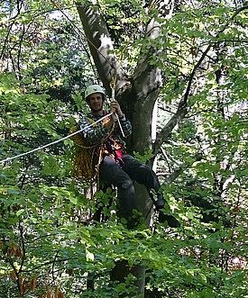 Site near Saillon (canton of Valais): collecting leaf samples in the treetop using a winch system.