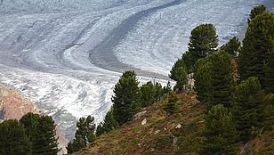 Aroles en amont du glacier d’Aletsch