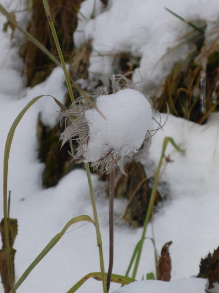 "Alter Mann" oder "Tschudermann", weisse Alpenanemone mit Schneekappe (Foto: P. Diener, 23.10.2016).