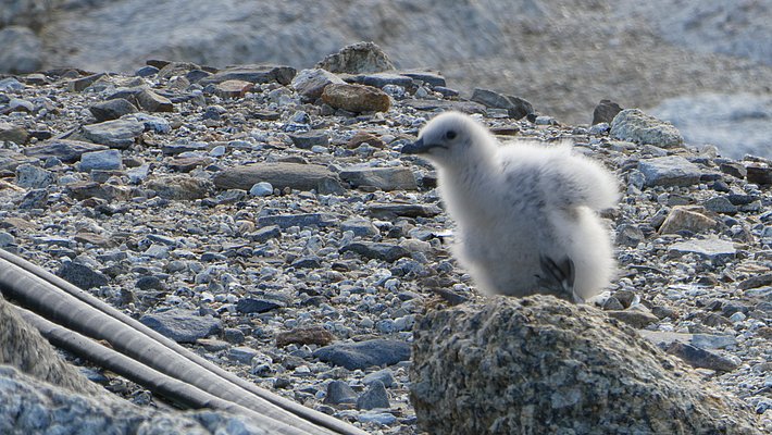 A fluffy skua chick sits on a rock. More rocks can be seen in the background.