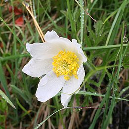 Il piano altitudinale popolato dell’anemone alpino (Pulsatilla alpina) si è ristretto del 43%. Il suo limite di diffusione inferiore è salito notevolmente, mentre quello superiore è sceso di 12 m rispetto a prima. Photo: Niklaus Zimmermann, WSL