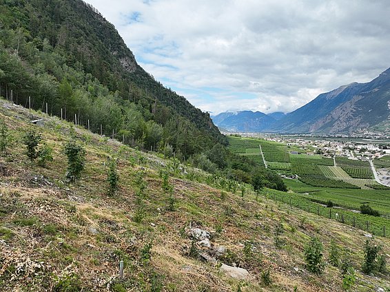 Test planting area in Riddes in the summer of 2023. photo: Charvoz Mathieu