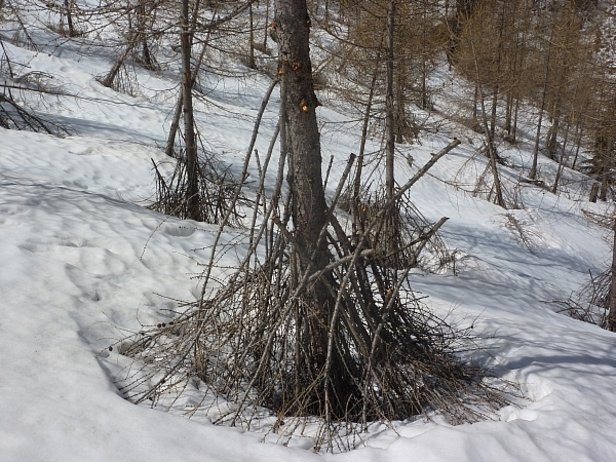 Abb. 29: Zeugen eines schneereichen Winters im Süden: die Lärchen waren bis weit hinauf eingeschneit. Als sich die Schneedecke gesetzt hat, wurden die Äste mit nach unten gezogen und vom Stamm abgerissen. Alpe Campala auf 1600 m, Lavizzara, TI (Foto: SLF/K. Winkler, 11.04.2014).