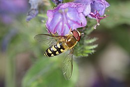 Many pollinators rely on the rich flower supply on windthrow areas.