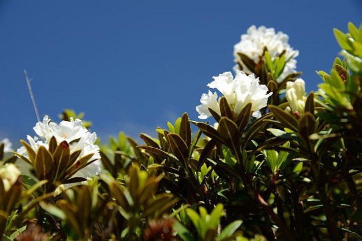 Frühling so weiss wie Schnee... (Foto: SLF/M. Phillips, 16.06.2017).