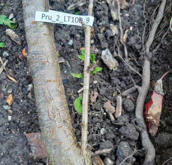 Questo ciliegio è stato congelato nel momento critico dello schiudersi delle foglie. Ha quindi investito tutte le sue energie in una buttata laterale in basso, che è cresciuto vigorosamente nel corso dell'anno e mezzo successivo, mentre la buttata principale originale (con le marze) è stato praticamente abbandonato. Questa strategia del ciliegio uccello permette loro di riprendersi bene dai danni del gelo. Foto: Frederik Baumgarten