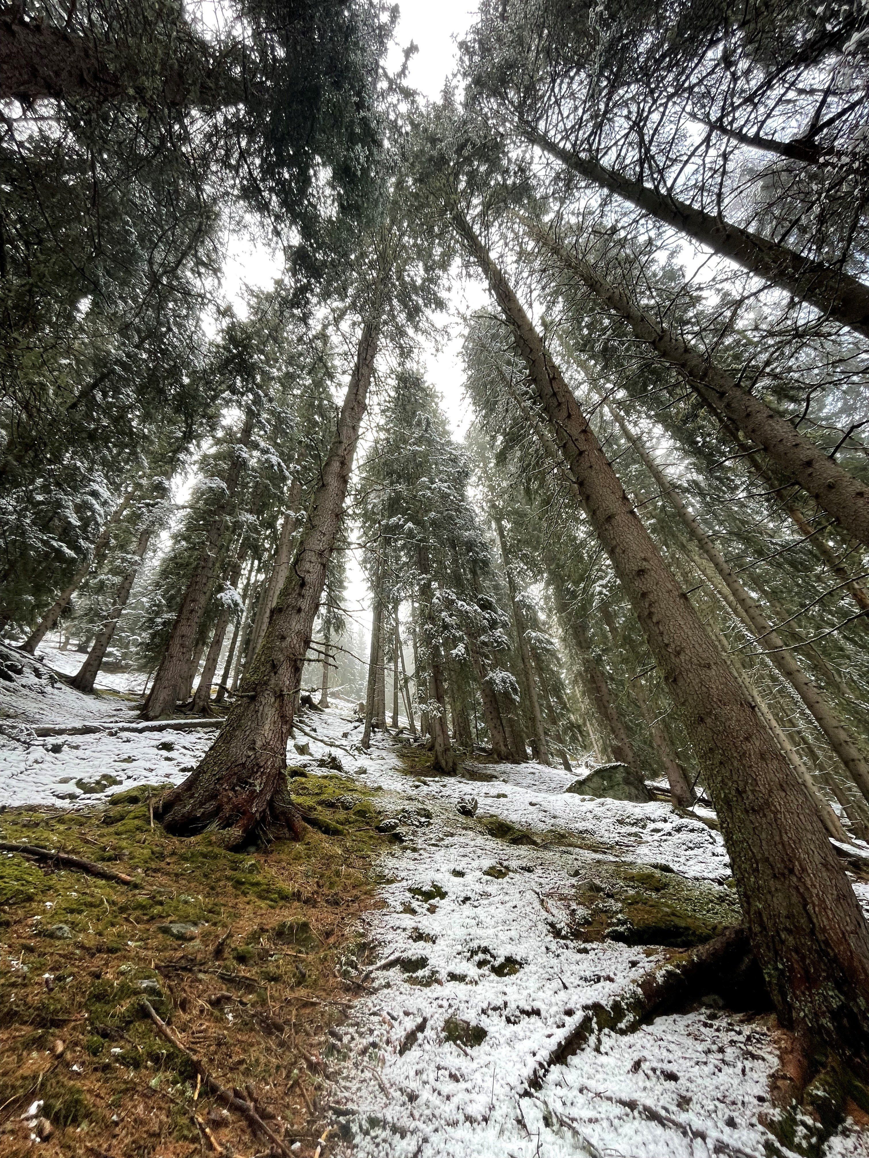 Foresta innevata con alti alberi che si ergono verso il cielo. Il terreno è coperto da un sottile strato di neve e muschio, creando un'atmosfera serena e suggestiva. La luce filtra tra i rami, illuminando il paesaggio in modo delicato.