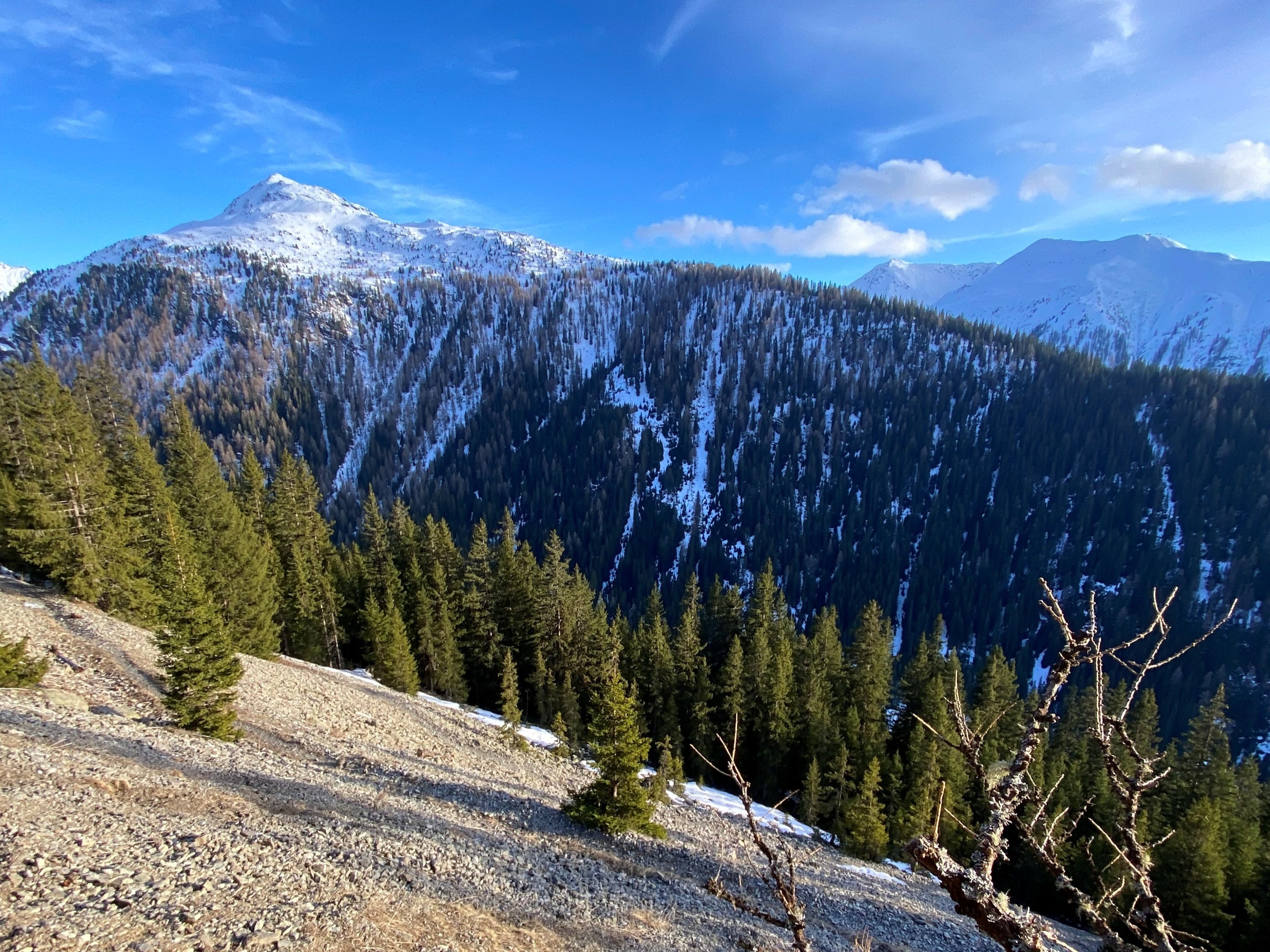 Panorama montano con cime innevate e vegetazione di conifere. Si possono vedere alberi verdi sul primo piano e una vallata che si estende verso le montagne in lontananza, sotto un cielo sereno con poche nuvole bianche.