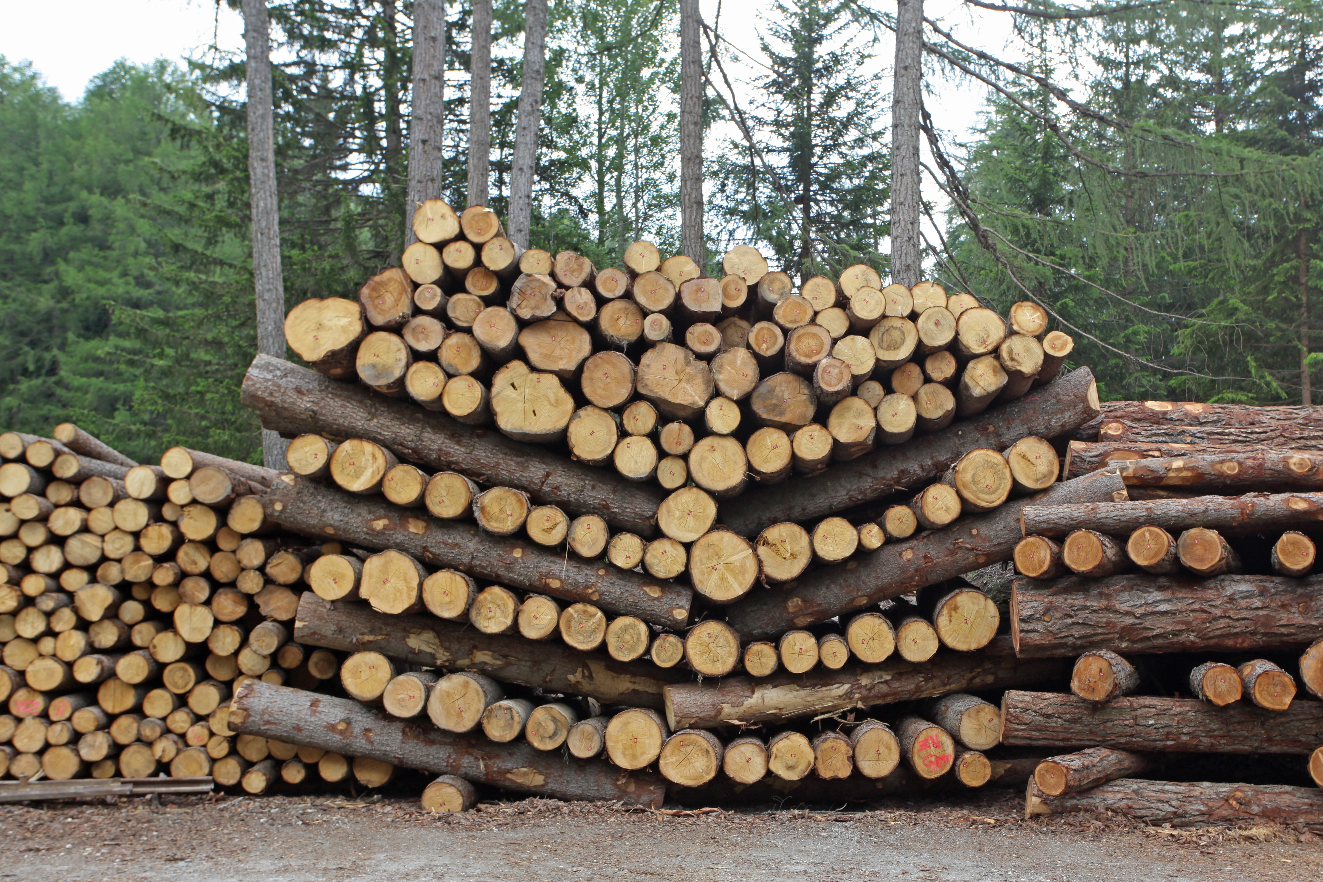 Holzstapel im Wald, quer geschnitten und ordentlich aufgeschichtet